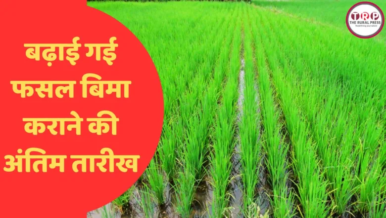 हरी-भरी धान की फसल