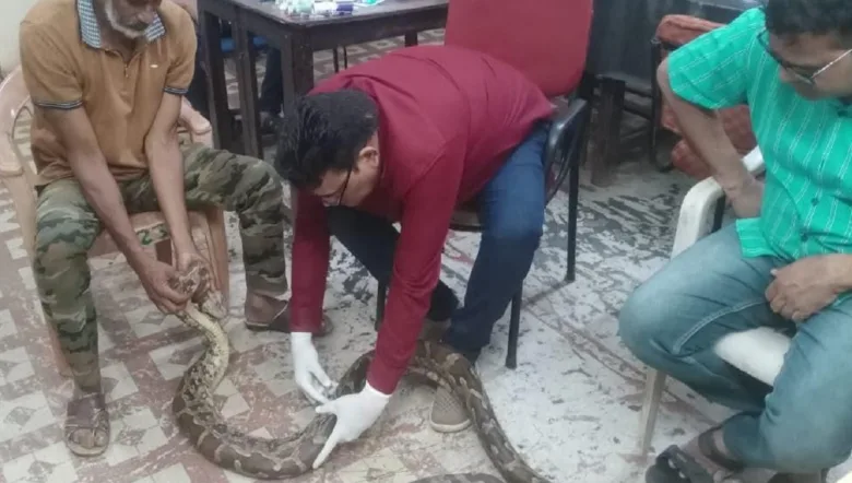 धमतरी के गंगरेल में गंभीर रूप से घायल अजगर का रेस्क्यू