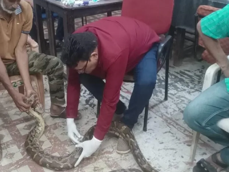 CG News: धमतरी के गंगरेल में गंभीर रूप से घायल अजगर का रेस्क्यू, रायपुर जंगल सफारी किया गया शिफ्ट