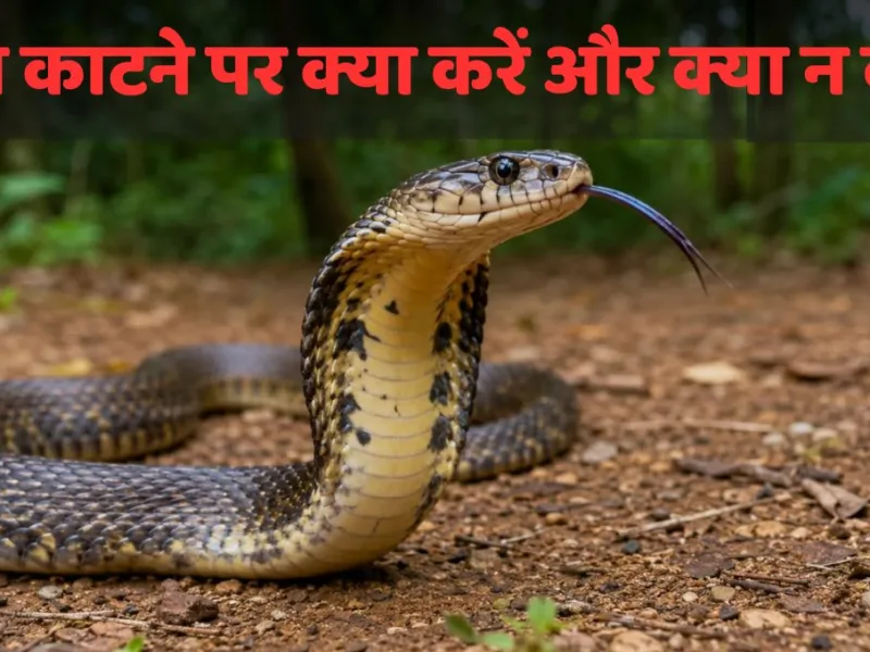 Snake Bite: सांप काटने पर क्या करें और क्या न करें? सही कदम से बच सकती है मरीज की जान