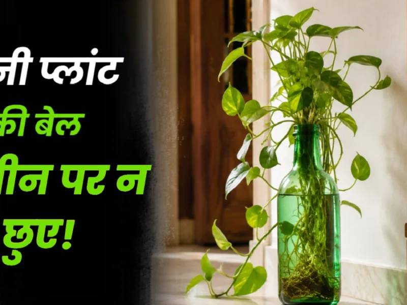 Money Plant Vastu: मनी प्लांट की बेल जमीन पर न छुए, वास्तु में क्यों माना जाता है अशुभ?