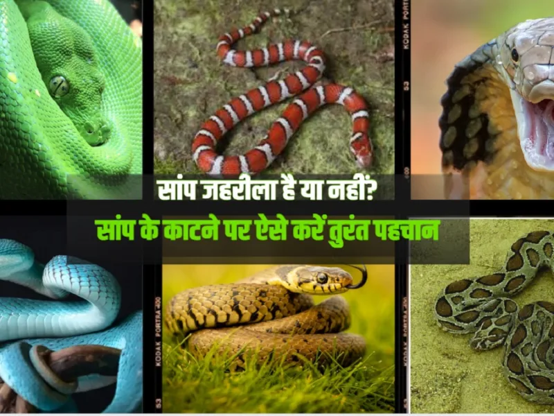 Poisonous Snake Identification: सांप जहरीला है या नहीं? काटने के निशान से लेकर लक्षणों तक जानें जरूरी बातें