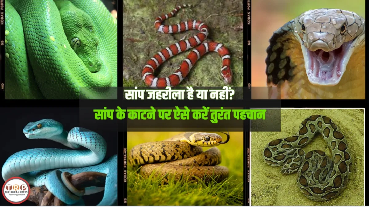सांप के काटने के निशान और जहरीले सांप के लक्षण समझाती प्रतीकात्मक तस्वीर