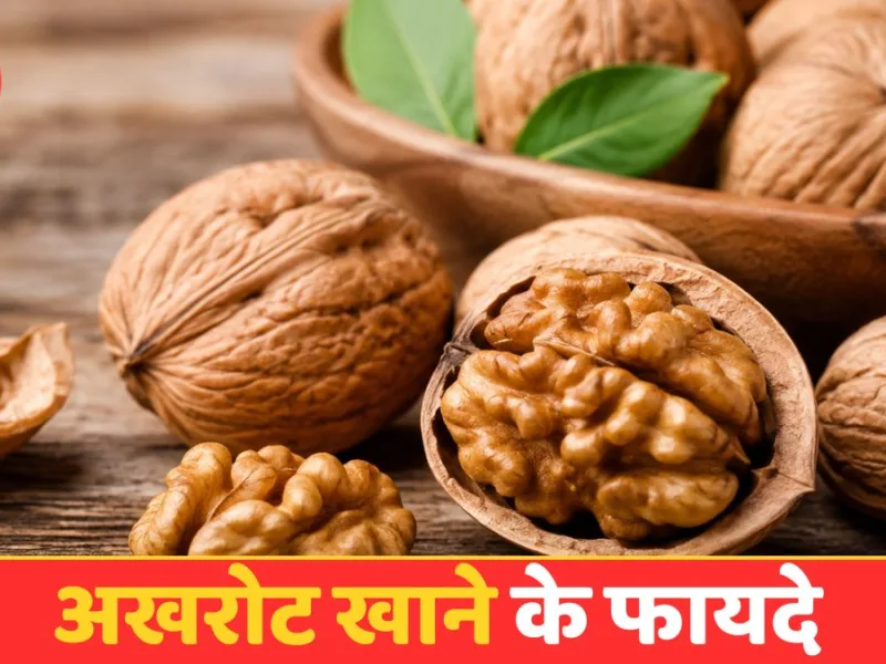 Walnut Benefits: दिल, दिमाग और पाचन के लिए क्यों फायदेमंद माना जाता है अखरोट?
