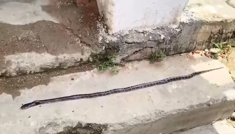 3 students die, 3 in critical condition after venomous snake bite in hostel