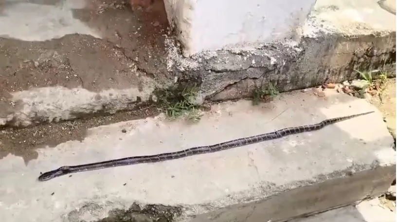 3 students die, 3 in critical condition after venomous snake bite in hostel