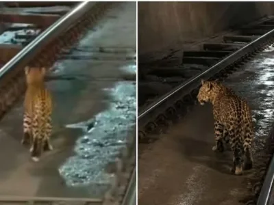 Leopard Cub Viral Video: खोंगसरा-भानवारटंक रेल टनल में आगे आगे तेंदुआ..पीछे पीछे ट्रेन, देखें वायरल वीडियो