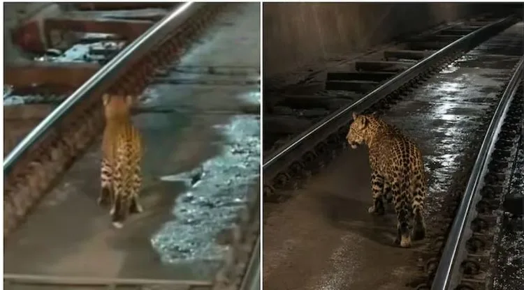 Leopard Cub Viral Video: खोंगसरा-भानवारटंक रेल टनल में आगे आगे तेंदुआ..पीछे पीछे ट्रेन, देखें वायरल वीडियो