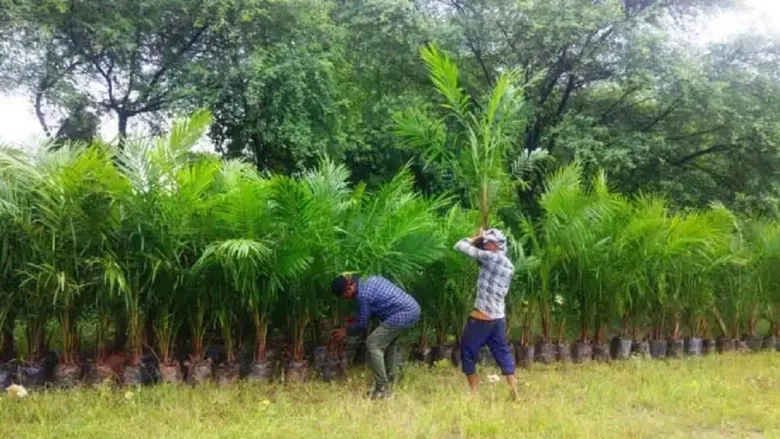 छत्तीसगढ़ कांग्रेस ने राज्य सरकार और उद्यानिकी विभाग पर ऑयल पाम मिशन में भ्रष्टाचार का आरोप लगाया है