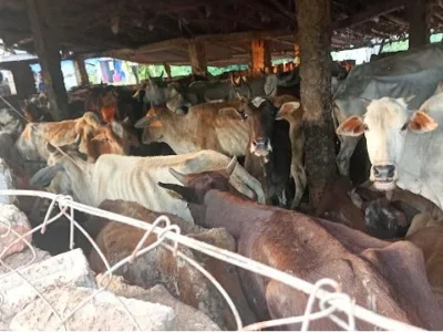 Bemetara: हेमाबंद में पशुओं को बंधक बनाकर क्रूरता, आरोपी पिता-पुत्र गिरफ्तार, पंचायत सचिव सस्पेंड, शासकीय जमीन से अतिक्रमण हटाया