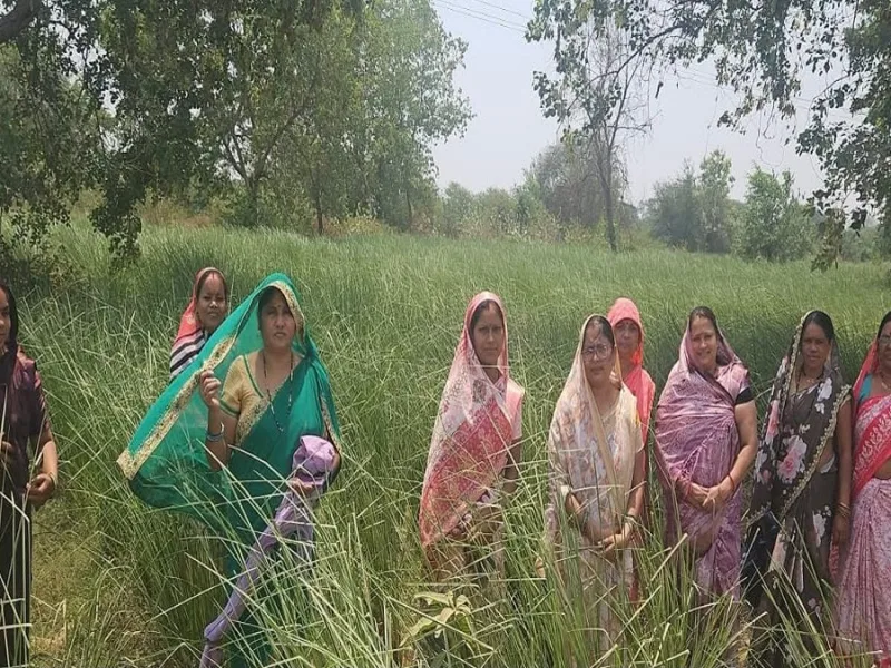 Women farmers cultivating khus vetiver crop in Dhamtari Chhattisgarh