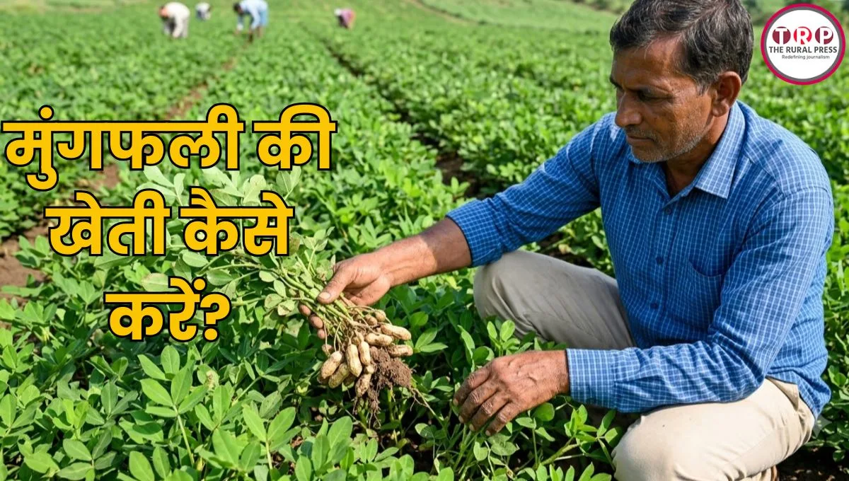 मुंगफली की खेती से होगी तगड़ी कमाई! कम लागत में ऐसे करें खेती, जानिए बुवाई से बिक्री तक पूरा तरीका