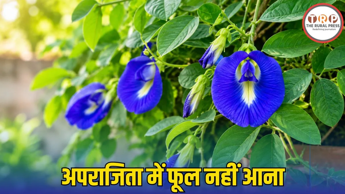 Aparajita Plant Care: अपराजिता पर नहीं आ रहे हैं फूल? अपनाएं यह आसान घरेलू नुस्खा, खिल उठेगी बेल