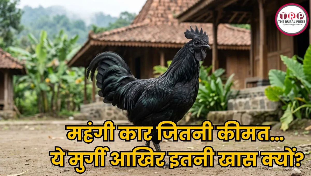काली मुर्गी का ऐसा जलवा, कीमत लग्जरी कार जैसी, एक अंडा भी बिकता है हजारों में