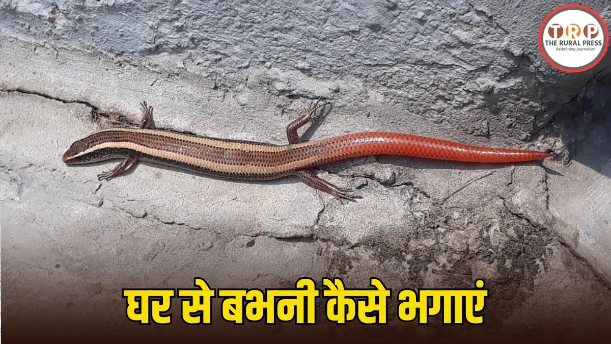 Babhni Insect: क्या आप भी है ‘सांप की मौसी’ बभनी से परेशान? ऐसे रखें घर से दूर