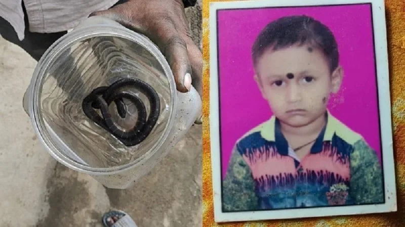 बरसात में बिस्तर की चादर उठाने से पहले सावधान! करैत के डसने से बच्चे की मौत, जानिए सांप काटे तो तुरंत क्या करें