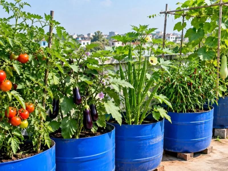 Fresh vegetables grown on a rooftop in blue plastic drums.