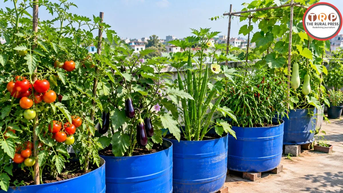 Blue Drum Gardening: जगह की कमी है? छत पर नीले ड्रम में ऐसे उगाएं ताजी और केमिकल-फ्री सब्जियां