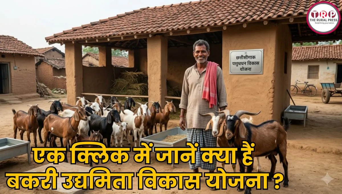 खेती के साथ शुरू करें बकरी पालन, सरकार देगी 50 हजार तक की मदद, जानिए पूरा प्लान और कैसे करें आवेदन