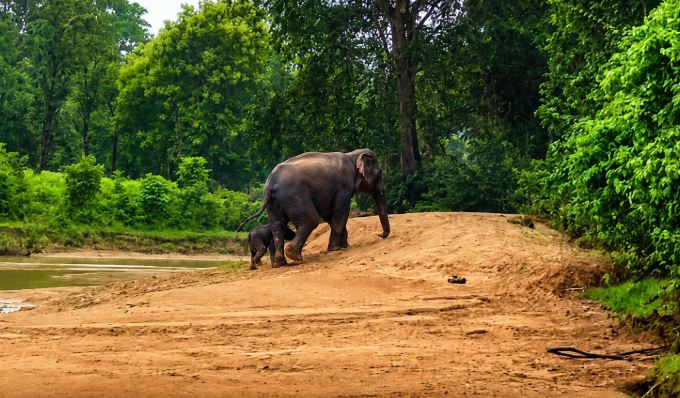 Korba: 52 हाथियों के झुंड में किलकारी, नवजात शावक के साथ जंगल में निकली हथिनी, मां की सतर्कता ने मोहा मन