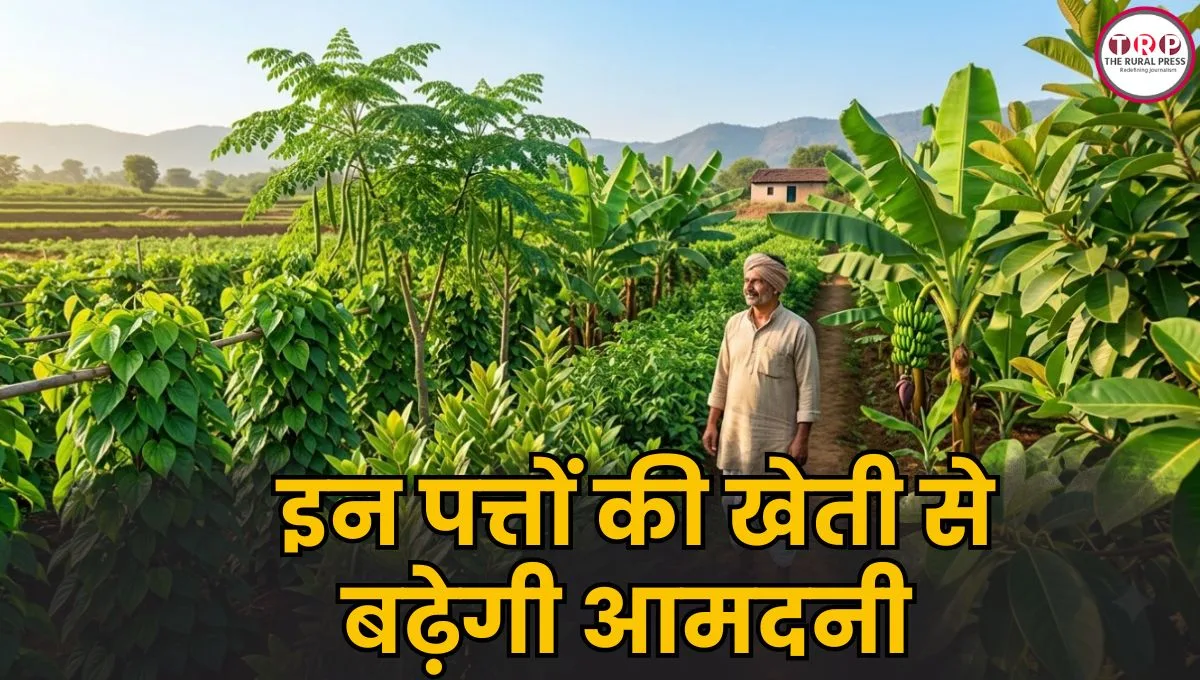 किसानों के लिए फायदे का सौदा! पान, तेजपत्ता समेत इन 5 पत्तों की करें खेती, कम लागत में होगी भारी कमाई