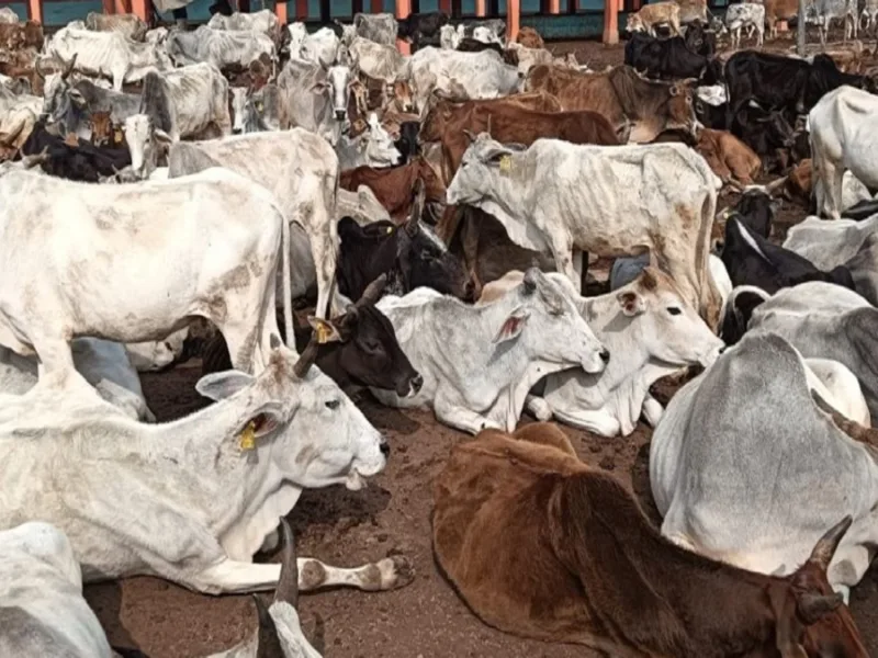 छत्तीसगढ़ में गायों की मौत पर कांग्रेस का हमला