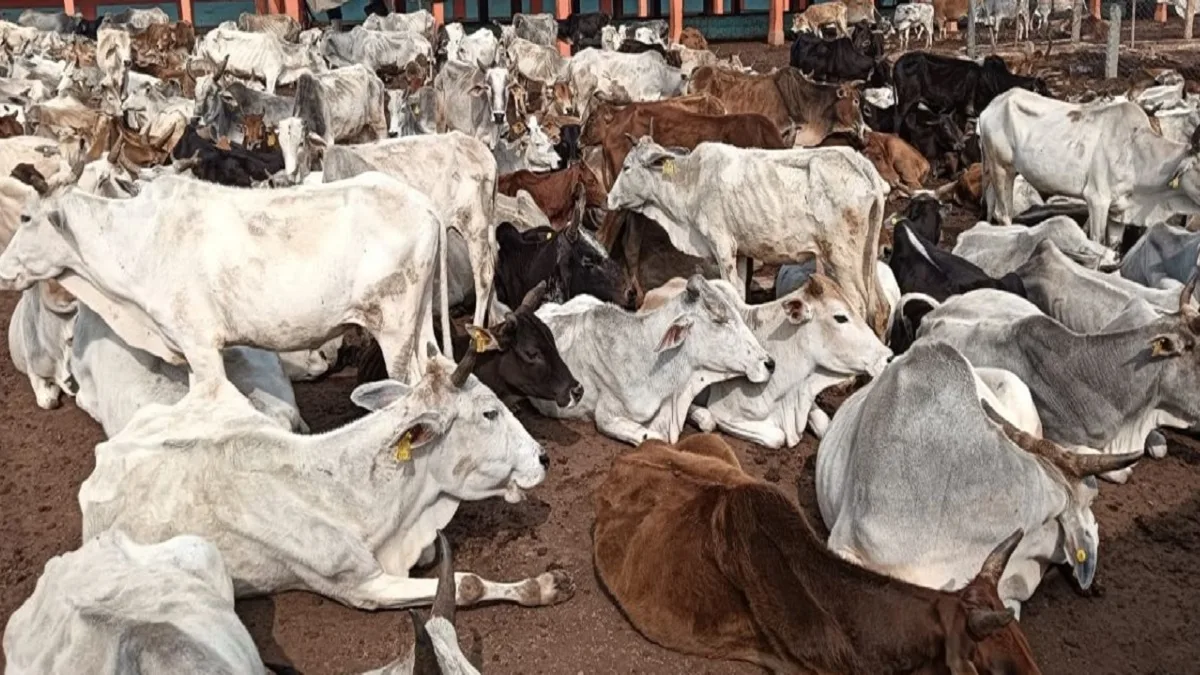 CG News: छत्तीसगढ़ में गायों की मौत पर सियासी घमासान, कांग्रेस ने सरकार को घेरा
