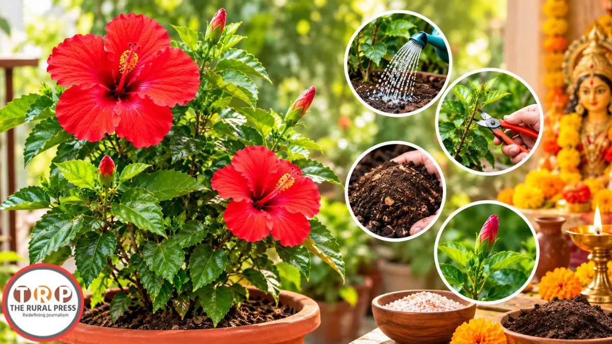 Gudhal Plant Care: गुड़हल में नहीं आ रहे फूल? नवरात्रि से पहले बदलें पौधे की देखभाल का तरीका