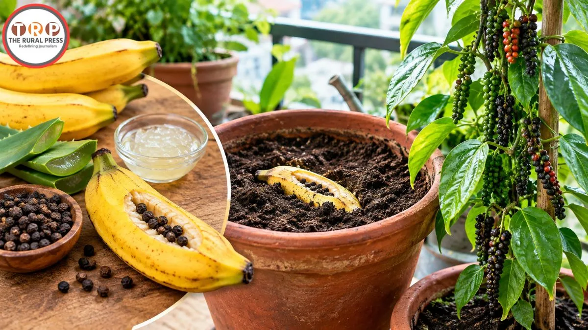 Home Gardening: घर में काली मिर्च का पौधा कैसे उगाएं, जानिए सही तरीका और वायरल ट्रिक