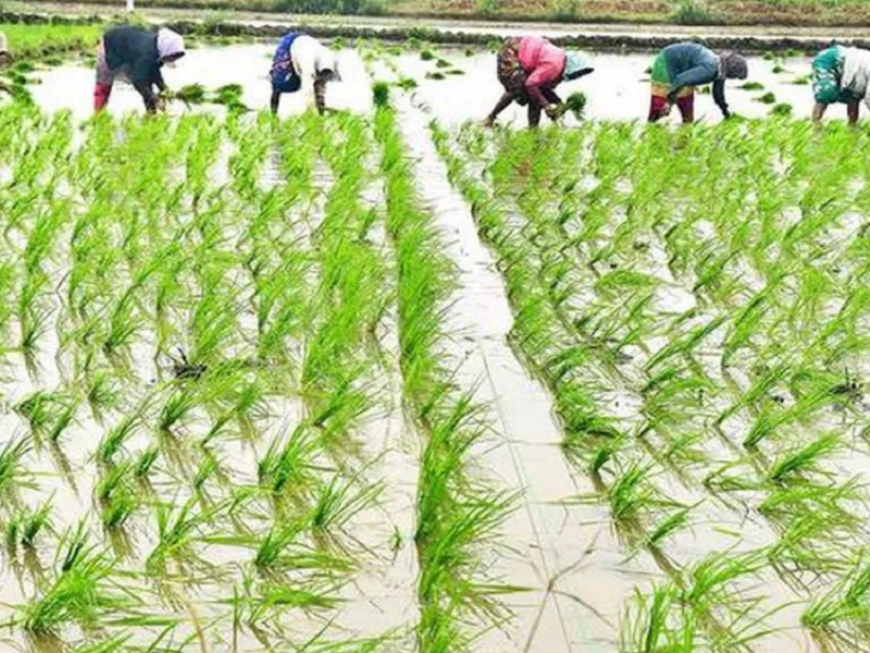 Farmers in Chhattisgarh engaged in agricultural activities as sowing reaches 99 percent target for the Kharif season.