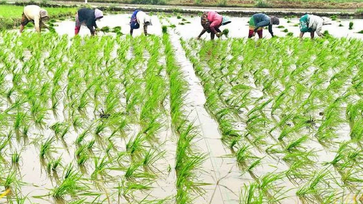 Agriculture: छत्तीसगढ़ में खरीफ सीजन का क्या है हाल, आइये जानते हैं, कितने प्रतिशत हो चुकी बोनी