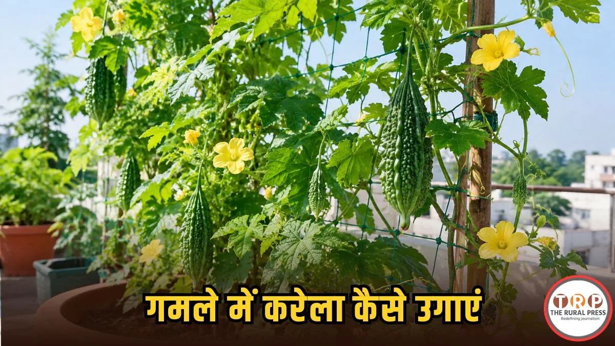 Kitchen Gardening: बालकनी या छत पर उगाएं ताजे करेले, जानिए बीज बोने से लेकर बेल संभालने तक के सीक्रेट्स