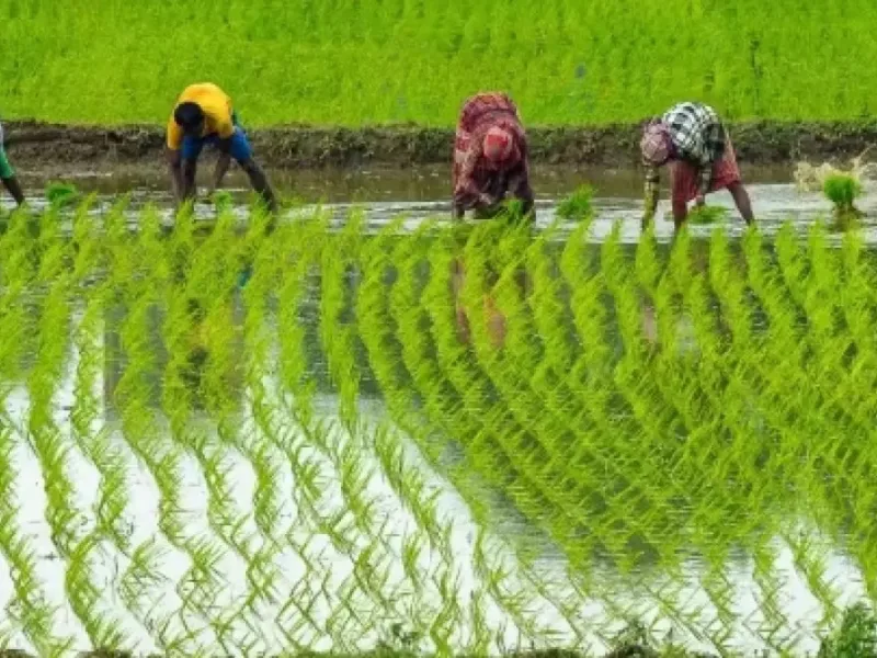mp-farmers-msp-registration-2026-paddy-jowar-bajra