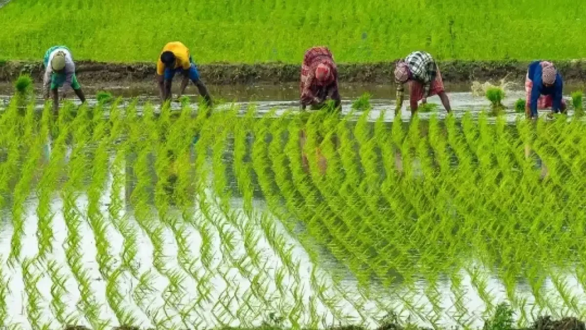 किसानों के लिए सबसे जरूरी खबर! MSP पर धान-ज्वार-बाजरा बेचने से पहले कर लें ये काम, वरना हो सकती है परेशानी