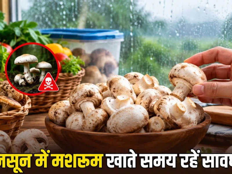 Monsoon Mushroom Safety: मानसून में मशरूम खाना पड़ सकता है भारी, इन बातों का रखें खास ध्यान