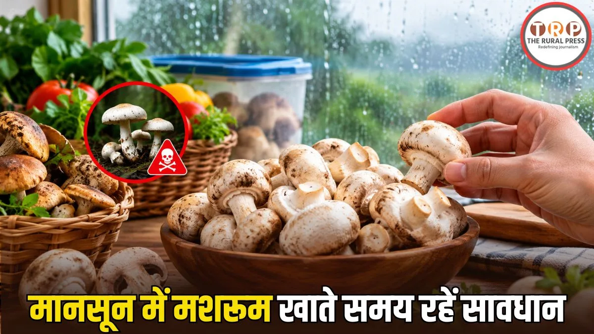 मानसून में मशरूम का सेवन करने से पहले जान लें जरूरी सावधानियां। जंगली मशरूम से खतरा, स्टोरेज और सफाई के तरीकों के बारे में विस्तार से पढ़ें।