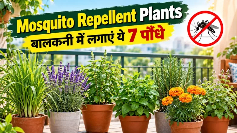 Seven mosquito repellent plants for balcony and home garden