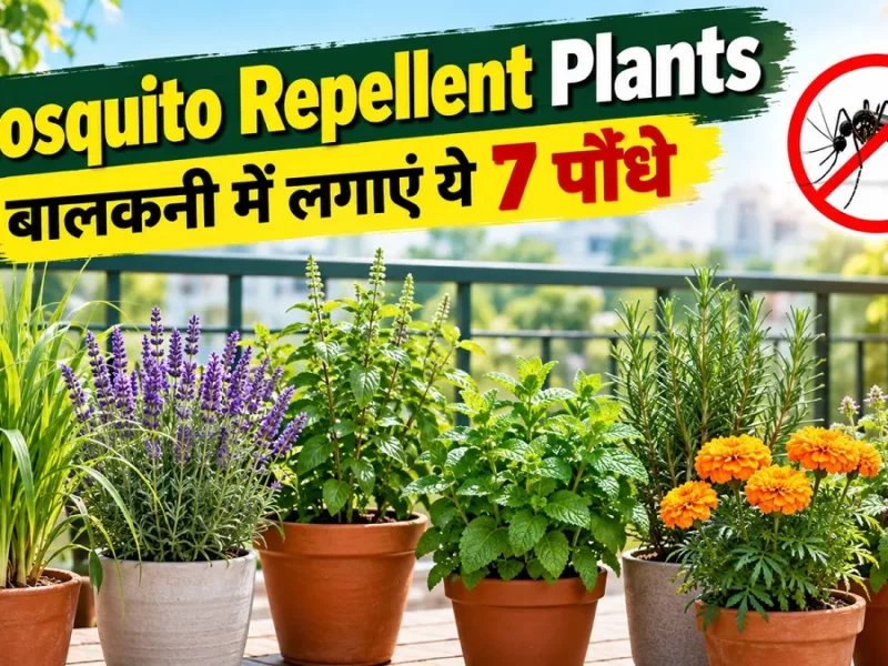 Seven mosquito repellent plants for balcony and home garden