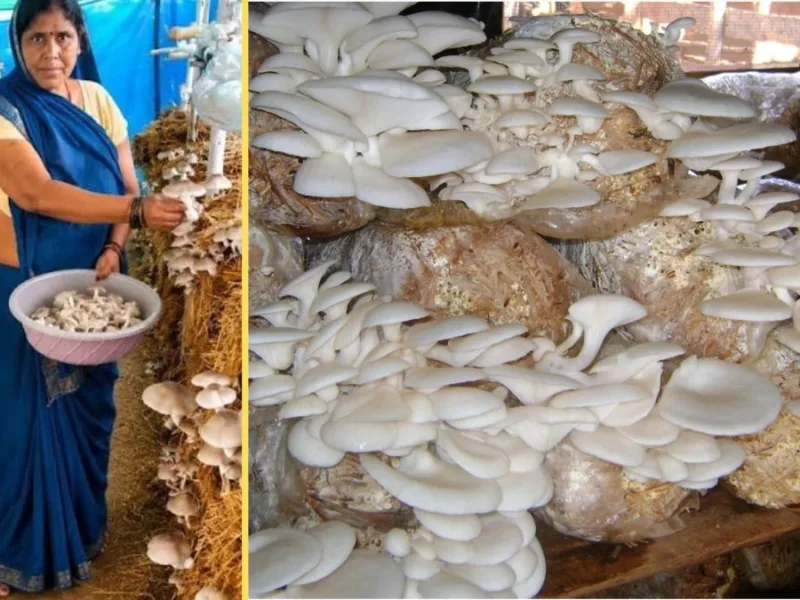 Mithila Nayak doing mushroom farming at her home in Chhattisgarh