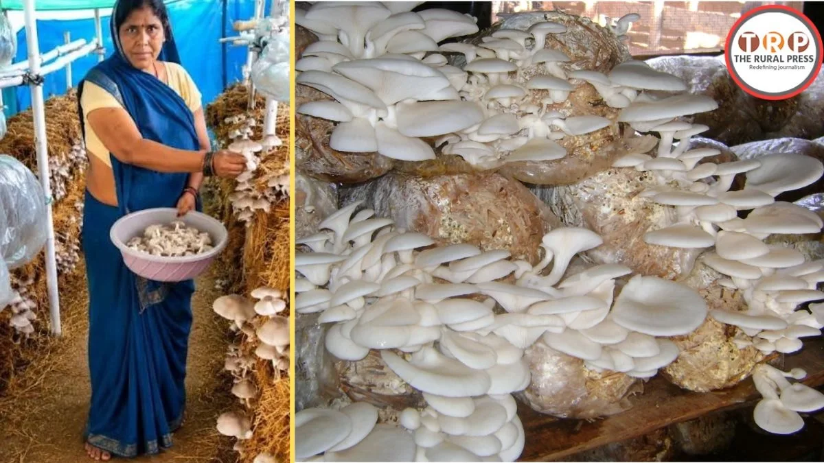 Mithila Nayak doing mushroom farming at her home in Chhattisgarh
