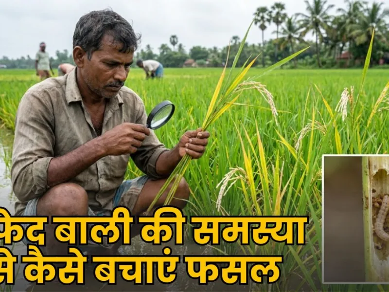 Paddy Crop Disease: धान की फसल पर तना छेदक का वार! पत्तियां पीली और बालियां सफेद पड़ें तो तुरंत करें ये काम