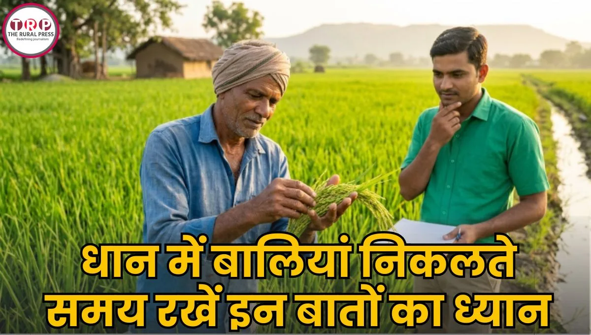 धान की फसल में बालियां आते ही कर लें ये जरूरी उपाय, दाना नहीं रहेगा खोखला