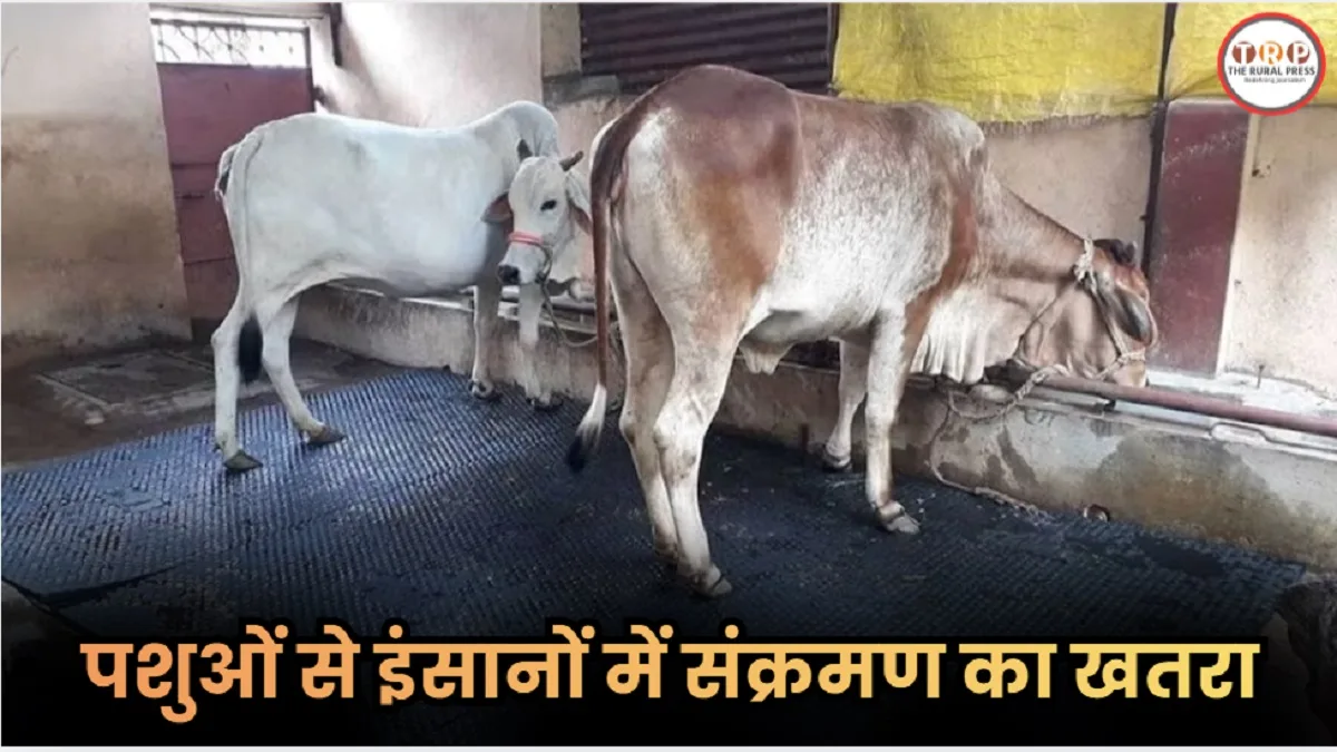 Brucellosis Disease: पशुओं के शरीर में दिखें ये संकेत दिखें तो रहें सावधान, इंसानों में फैल सकता है ये जानलेवा संक्रमण