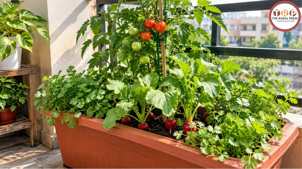 kitchen garden: बालकनी छोटी है? इस आसान ट्रिक से एक ही गमले में उगाएं तीन सब्जियां