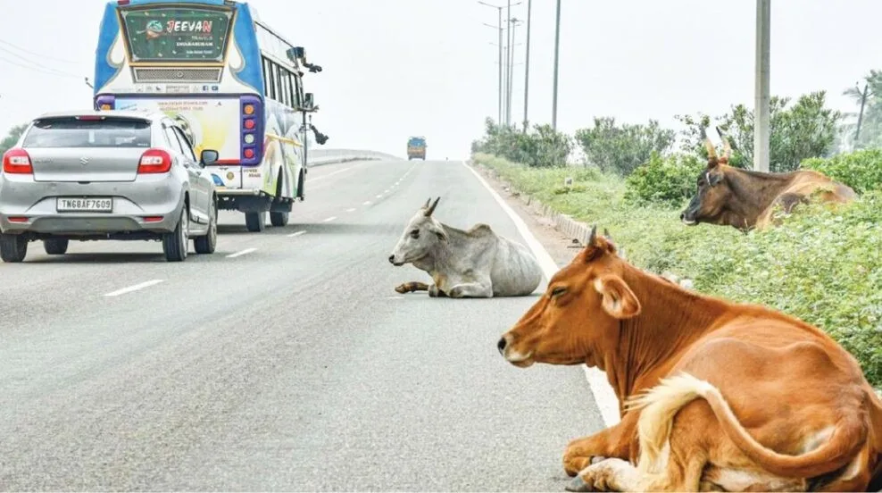 एनएचएआई ने सुप्रीम कोर्ट से पूछा– हाईवे बनाएं या पशुओं के लिए शेल्टर होम, क्या है मामला?