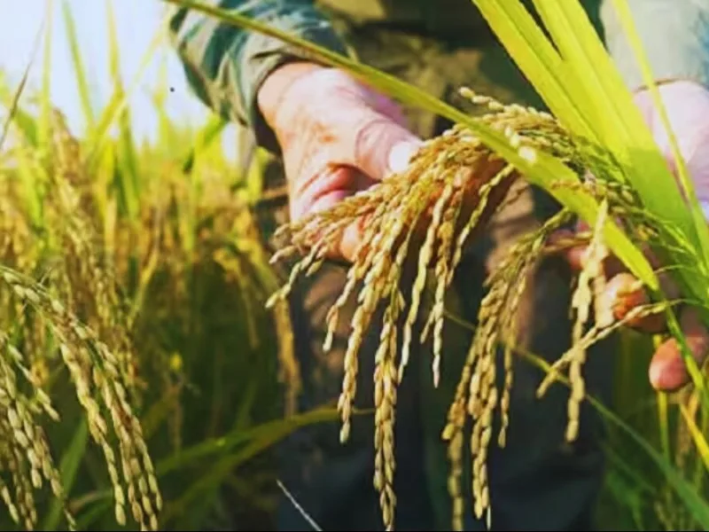 Brown plant hopper infestation in paddy crop in Chhattisgarh