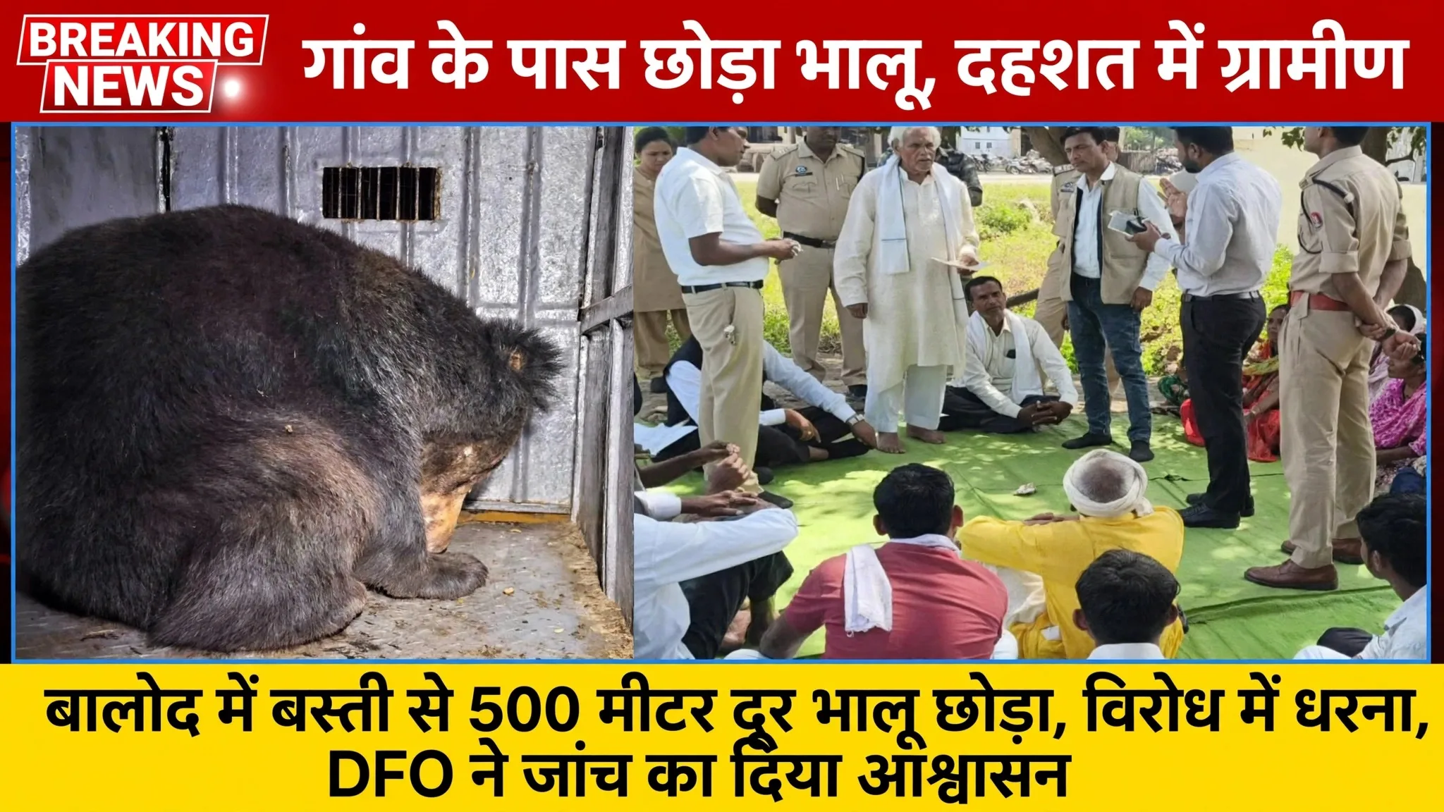 Balod: गांव के पास छोड़ दिया भालू, भयभीत ग्रामीणों ने विरोध में दिया धरना, DFO ने क्या कहा ?