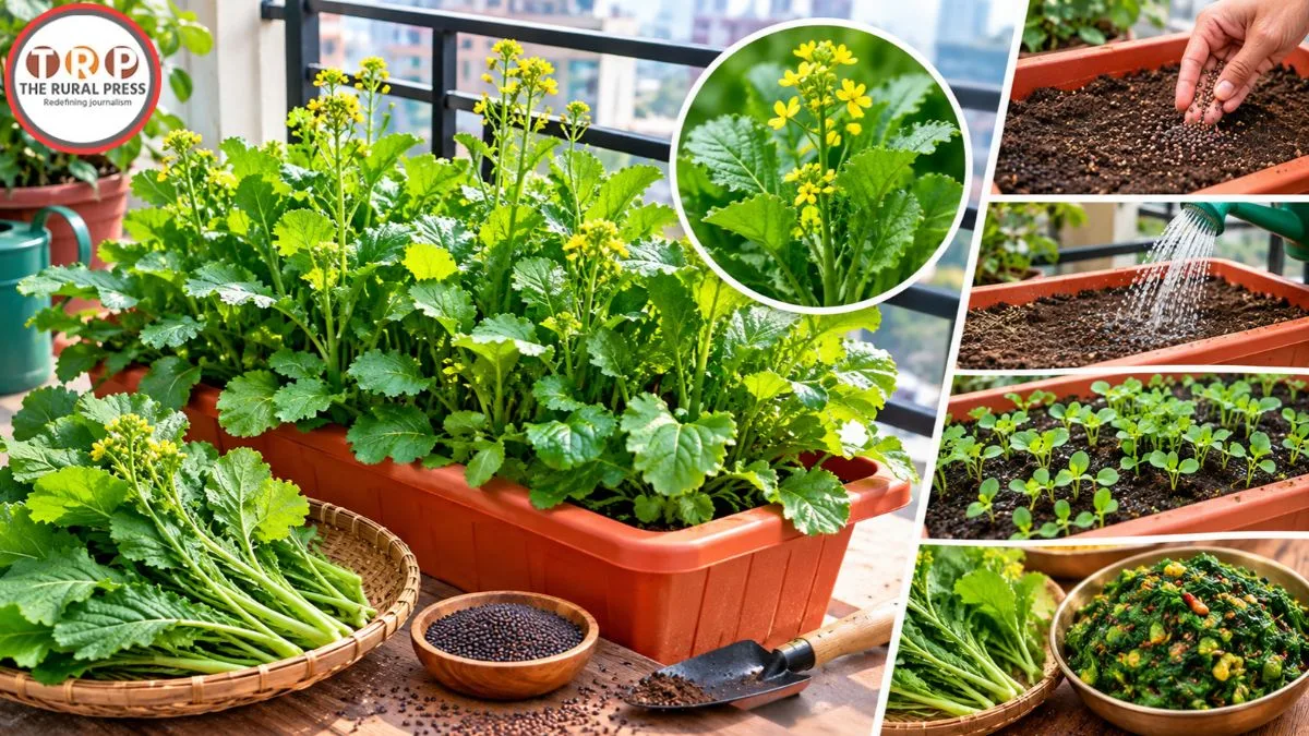 Balcony Gardening: खेत नहीं है तो क्या हुआ! बालकनी में ऐसे उगाएं सरसों का साग, जानें बुआई का सही तरीका