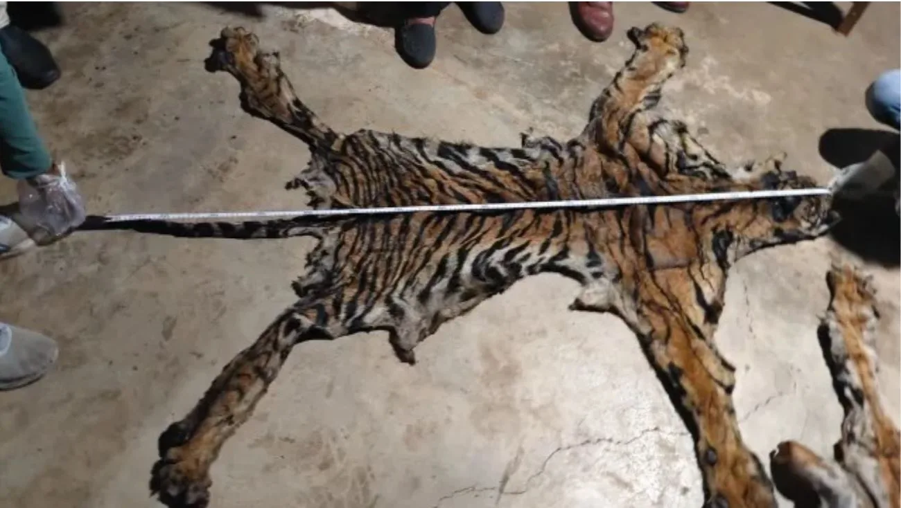CG Tiger Poaching Case CBI Investigation: छत्तीसगढ़ में बाघ शिकार मामले की अब CBI करेगी जांच, बड़े नेटवर्क की आशंका
