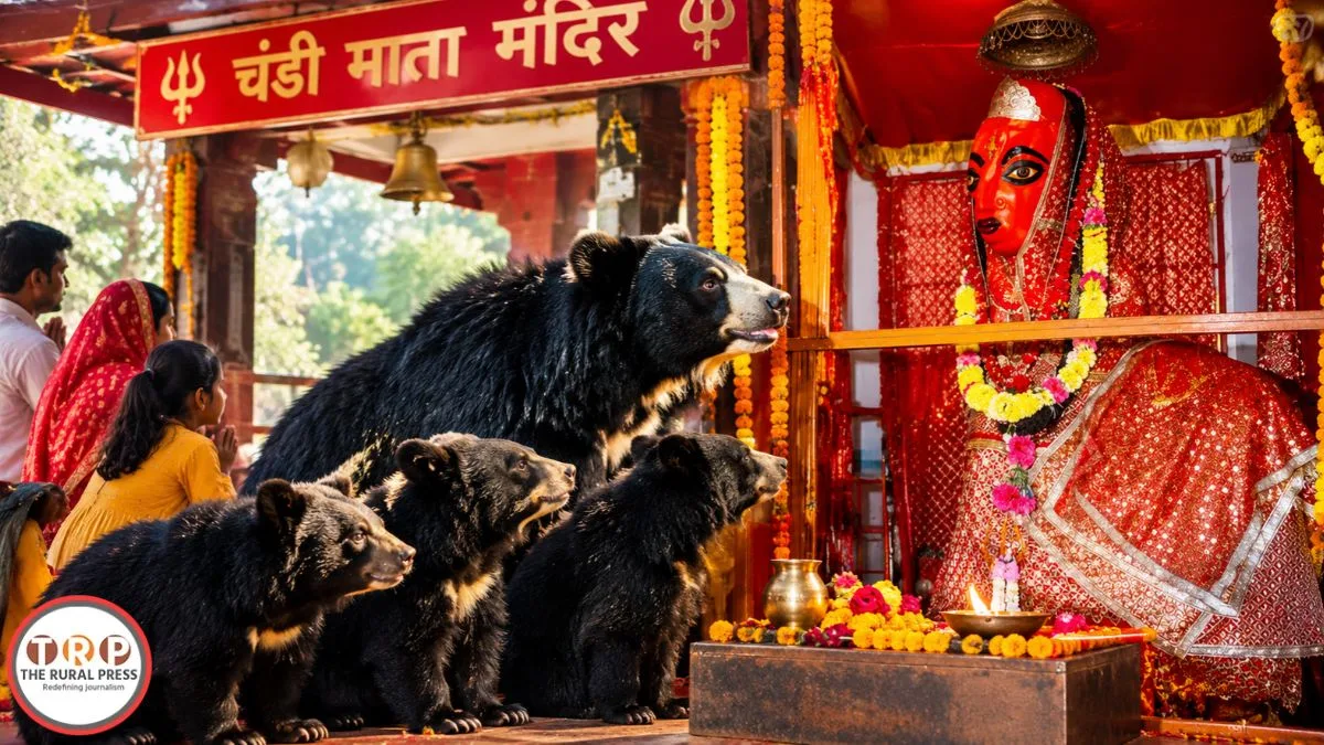 Chandi Mata Temple: छत्तीसगढ़ के इस मंदिर में दर्शन करने आते हैं भालू, प्रसाद का भी लेते हैं आनंद, जानें क्या है मान्यता